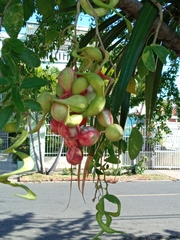 Pithecellobium dulce