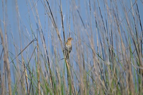 Nelson's Sparrow (Ammospiza nelsoni), photo 3