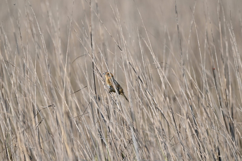 Nelson's Sparrow (Ammospiza nelsoni), photo 4