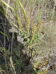 Veronica prostrata, photograph author not stated, no rights reserved