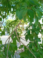 Pithecellobium dulce