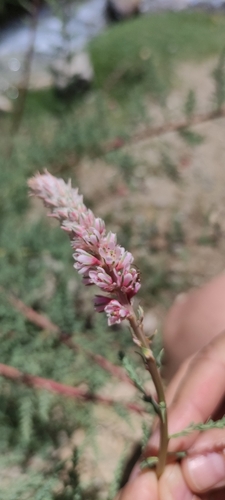 Kashmir False Tamarisk