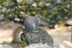 Sciurus carolinensis