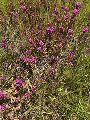 Castilleja ambigua humboldtiensis