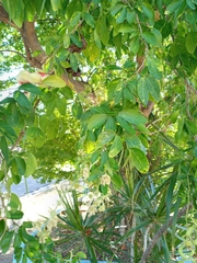 Pithecellobium dulce