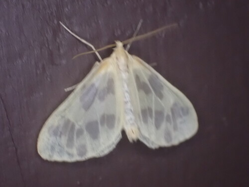 Beggar Moth photo 3