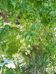 Pithecellobium dulce