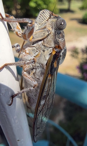 Common Cicada