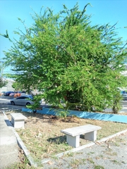 Pithecellobium dulce