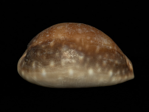 Cypraea vitellus, 2025-05-08