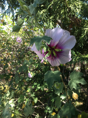 Malva subovata bicolor