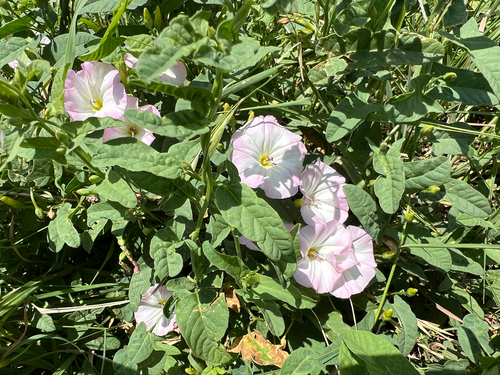 field bindweed