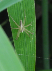 Neoctenus