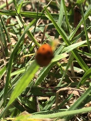 Chelymorpha cassidea