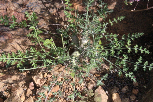 Pelargonium carnosum