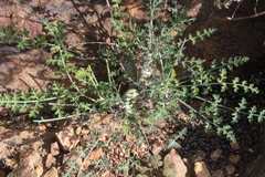 Pelargonium carnosum