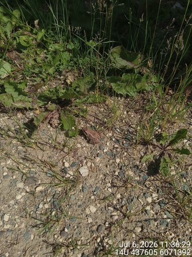 Wood Frog
