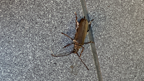 grain support beetle