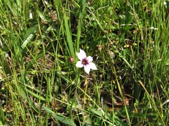 Sisyrinchium rosulatum