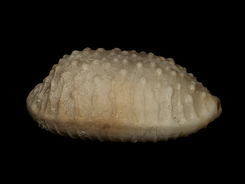 Nucleolaria granulata observed 2025-06-11