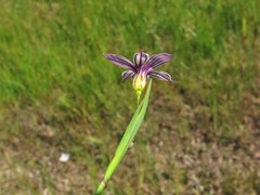 Sisyrinchium rosulatum