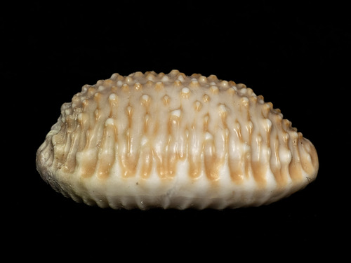 Nucleolaria granulata observed 2025-06-11
