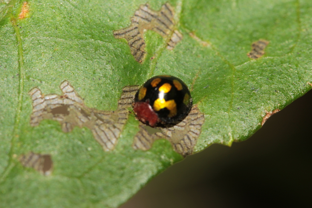 Afidentula annexa