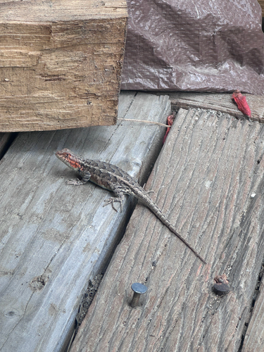 iNaturalist observation photo of Southern Sagebrush Lizard