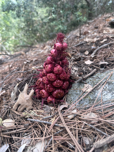 iNaturalist observation photo of Snowplant