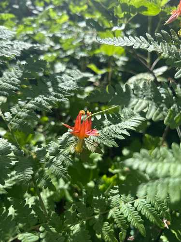 iNaturalist observation photo of western columbine
