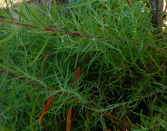 Epilobium canum