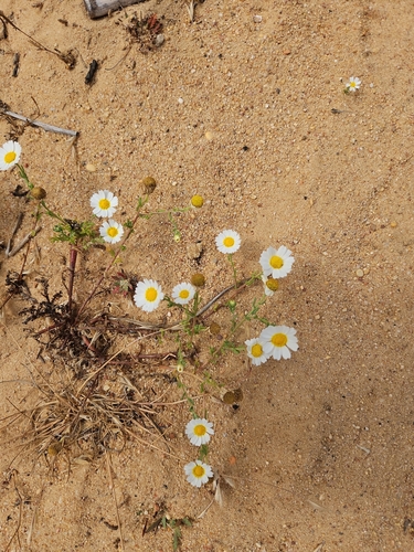 Cladanthus mixtus, photograph 5