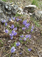 Veronica capsellicarpa