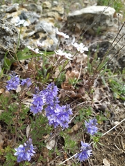 Veronica capsellicarpa