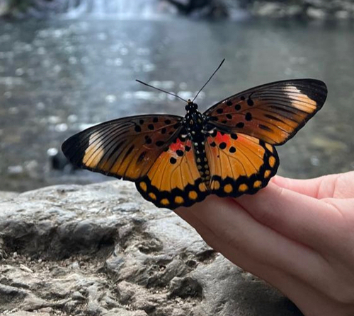 Boisduval’s False Acraea