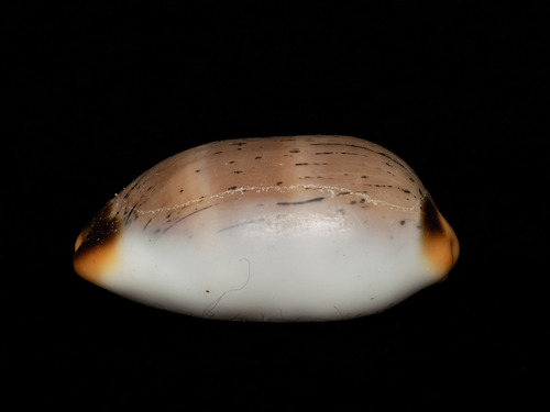 Luria isabella observed 2025-06-27