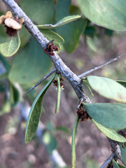 author not stated, no rights reserved Gymnosporia glaucophylla, photograph author not stated, no rights reserved