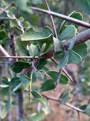 author not stated, no rights reserved Gymnosporia glaucophylla, photograph author not stated, no rights reserved