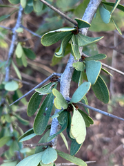 Gymnosporia glaucophylla