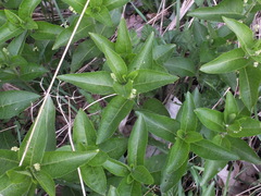 Mercurialis perennis
