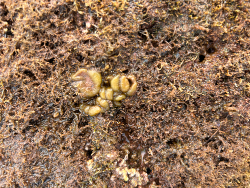 Colpomenia observed 2026-06-05