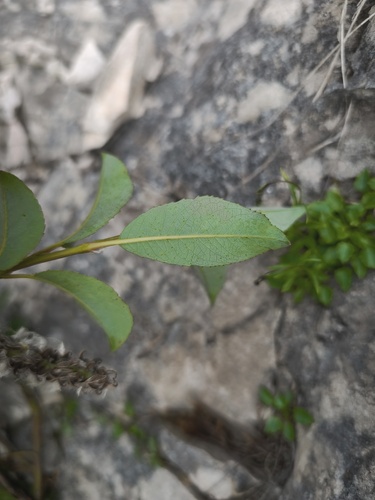 Salix glabra, photograph 3