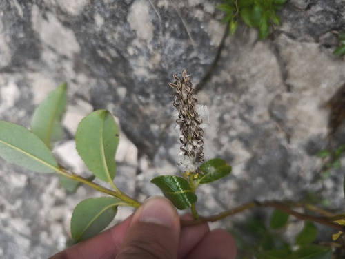 Salix glabra, photograph 4