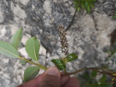 Salix glabra, photograph (c) arthur_haendler, some rights reserved (CC BY)