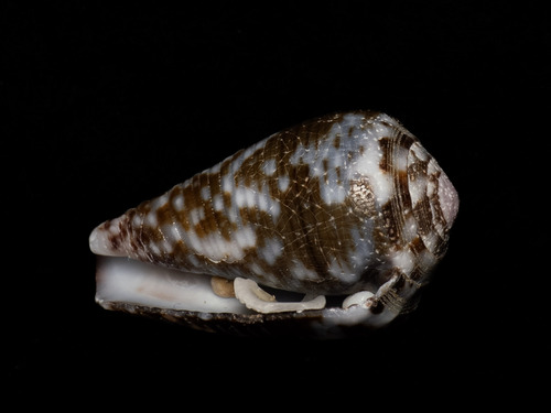 Conus catus observed 2026-03-05
