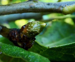 Callirhytis carmelensis