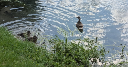 Mallard