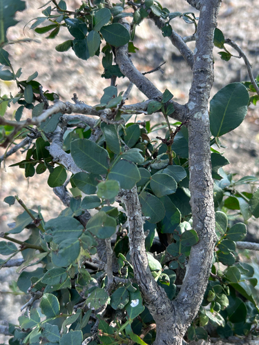 Schotia capitata