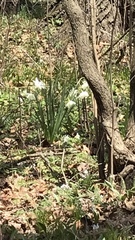 Narcissus poeticus