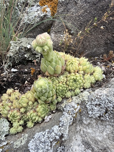 Sempervivum pumilum, photograph 4